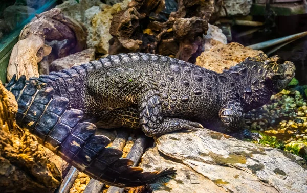 Portrait Corporel Complet Crocodile Nain Africain Espèce Reptile Vulnérable Tropical — Photo