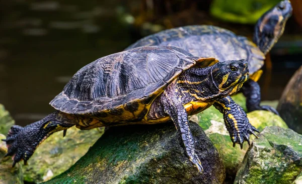 Retrato Primer Plano Una Tortuga Deslizante Vientre Amarillo Especie Reptil —  Fotos de Stock