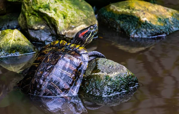 Hermoso Retrato Cerca Una Tortuga Corredera Orejas Rojas Especie Reptil Fotos De Stock