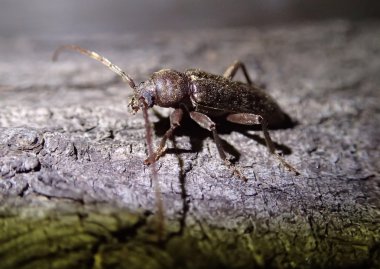 Ahşap üzerine kahverengi hata