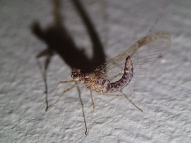 Şeffaf kanatlı böcek