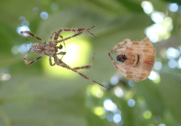 Araignées prêtes à s'accoupler — Photo