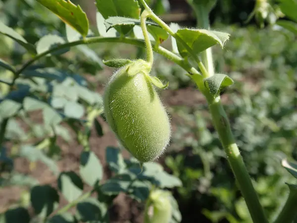 Gröna kikärtor pod — Stockfoto