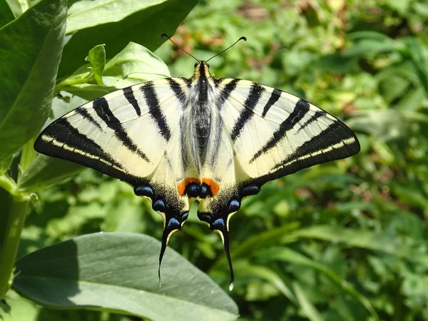 Engolir conto borboleta na folha de feijão — Fotografia de Stock