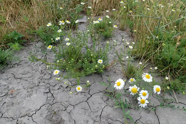 Field with chamomiles — Stock Photo, Image