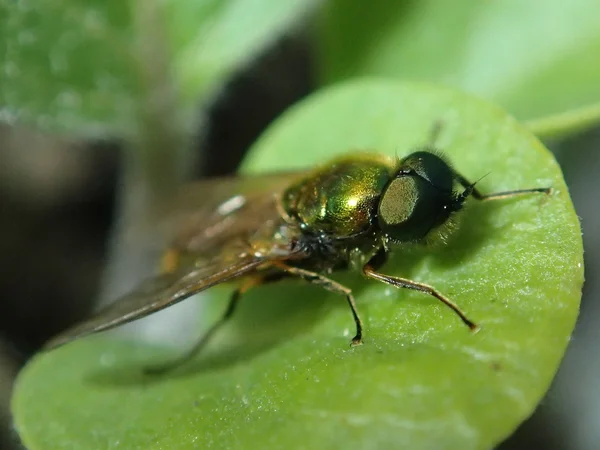 Uma mosca verde — Fotografia de Stock