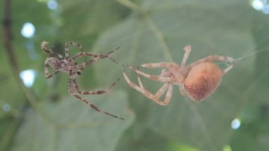Örümcekler yaklaşıyor