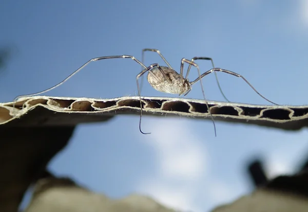 하늘 배경으로 거미 류의 동물 — 스톡 사진