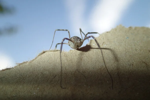 Récolter les hommes arachnid sur un carton — Photo