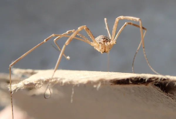 Jambes longues arachnide sur carton — Photo