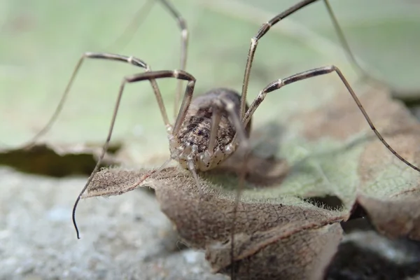 Συγκομιδή αραχνοειδές έντομο άνδρες σε ένα φύλλο — Φωτογραφία Αρχείου