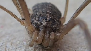 Taşıma ve bırakarak uzun bacaklı baba