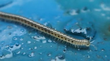 Uzun hayvan yürüyüş