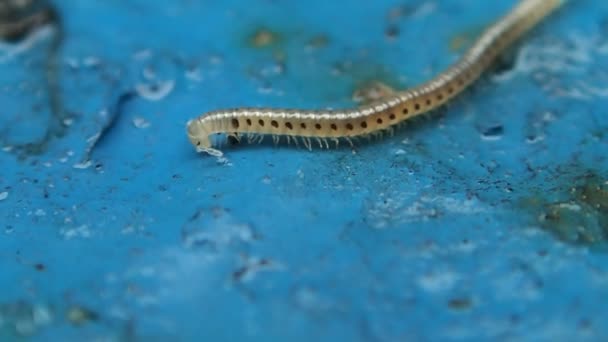 Millipede caminando hacia atrás — Vídeos de Stock