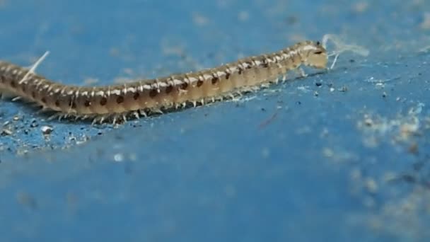 Long millipede walking — Stock Video