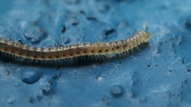 Yavaş yürümeye kırkayak