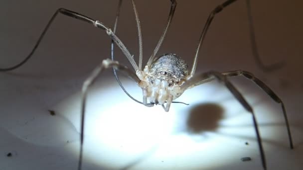 mâle papa longues jambes arachnid nettoyage son jambe 