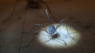 Baba uzun bacaklı örümcek kadın 