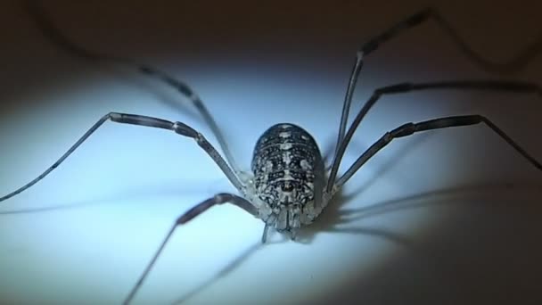 Récolte hommes arachnide femelle 