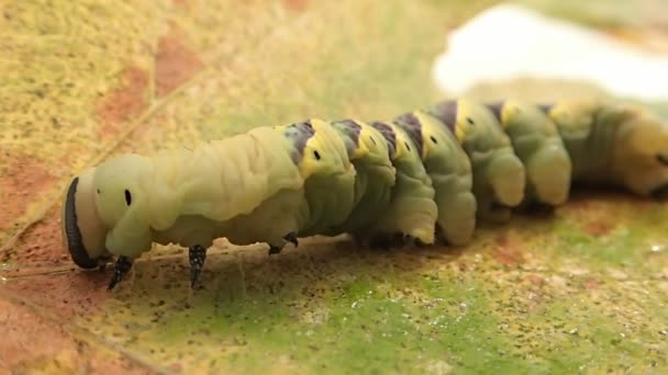 Chenille déplaçant son corps — Video