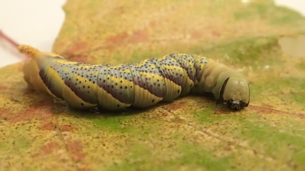 Большая цветная гусеница на листе — стоковое видео