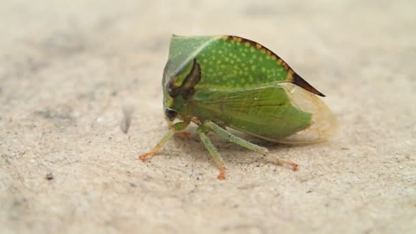 Um pequeno insecto a sair de cena — Vídeo de Stock