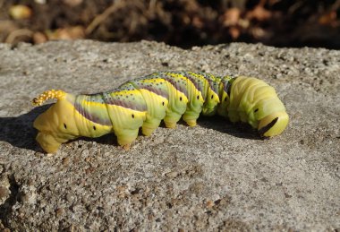 Çimento üzerinde büyük tırtıl