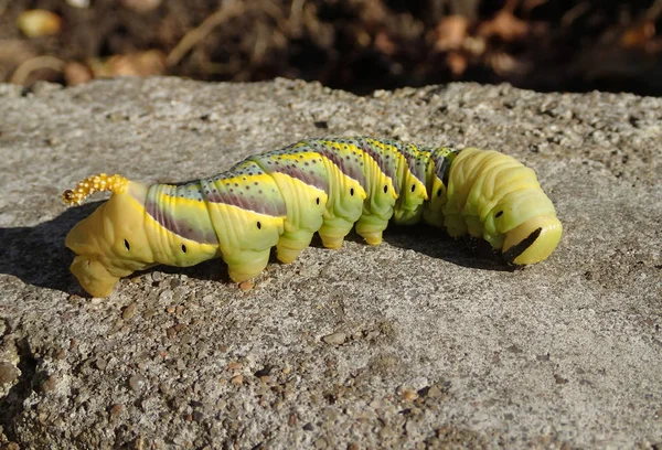 Big caterpillar on cement — Stock Photo, Image
