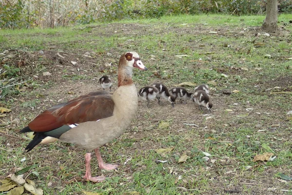 Nile goose with goslings — Stock Photo, Image