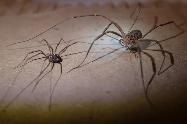 Betakarítás férfiak arachnid pár Stock Fotó