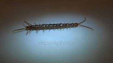 Kaygan bir yüzeye yürüme kırkayak