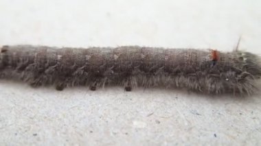 Gri tüylü caterpillar yürüyüş