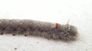 Gri larva yürüyüş