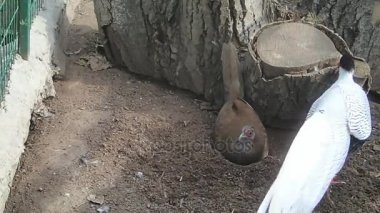 Erkek ile gümüş sülün 