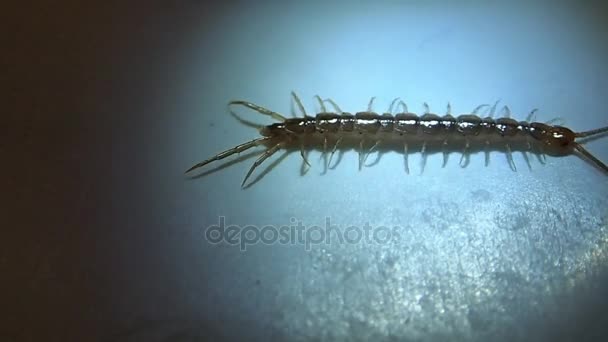 Centipede trying to walk on a slippery surface — Stock Video