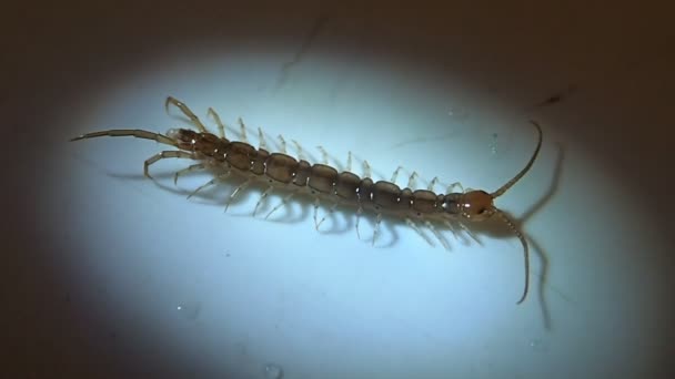 Centipede cleaning its antennas and moving — Stock Video