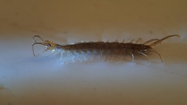 Centipede cleaning its antennas — Stock Video