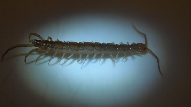 Centipede essayant de se déplacer sur une surface glissante 