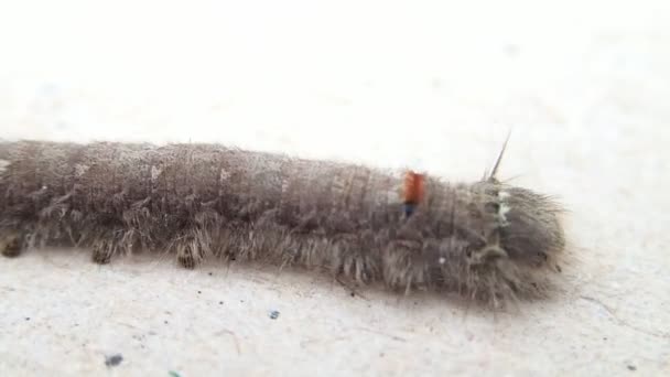 Larva grigia che cammina — Video Stock
