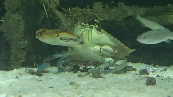Krab eten en sommige vissen proberen te stelen van zijn voedsel — Stockvideo