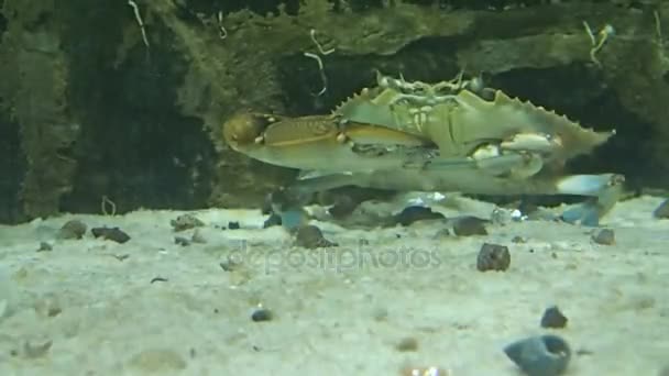 Caranguejo comendo alguns peixes — Vídeo de Stock