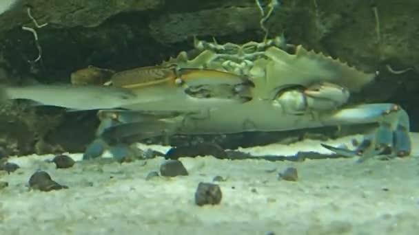 Krabben fressen etwas — Stockvideo