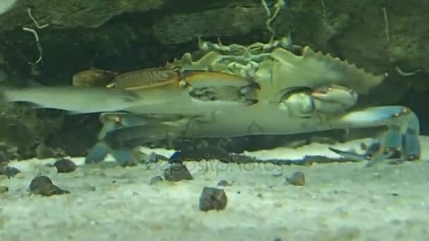 Crab eating something — Stock Video