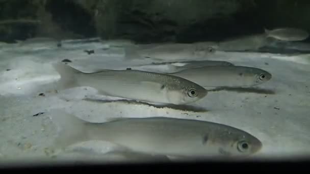 Peces nadando en el fondo del agua — Vídeos de Stock