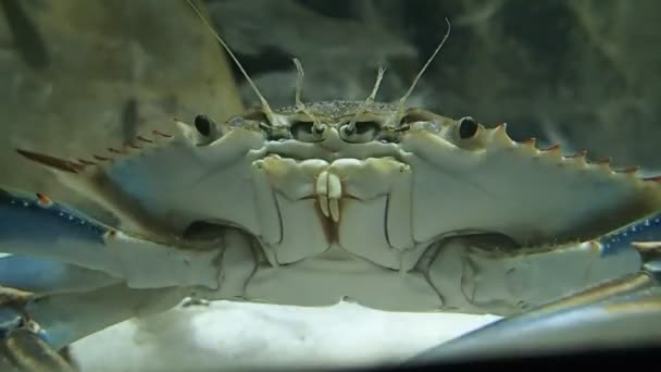 Visage de crabe dans l'eau — Video