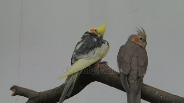 Bir dalda üç papağan.