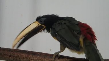 Biraz hareket toucan