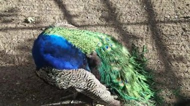 Onun tüyleri dikkat çekici peacock 