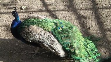 Erkek tavuskuşu çerçeve bırakarak