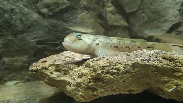 Sea fish on a stone — Stock Video